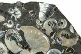 Iridescent Ammonite (Deshayesites & Aconeceras) Cluster #228153-2